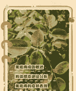 月季黑斑病的症状表现及防治