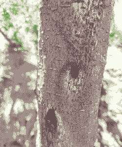 银杏桑天牛防治