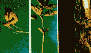 松杉苗猝倒病的症状及防治方法