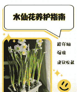 水仙白霉病的防治方法