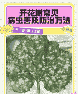 红花楹常见病虫害防治方法