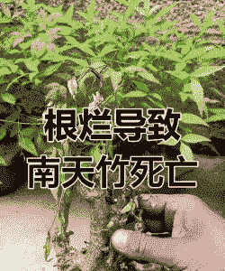 南天竹茎枯病的症状及防治
