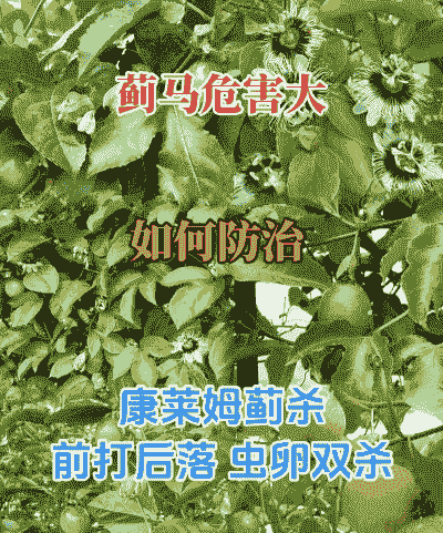 晚香玉黄胸花蓟马的防治