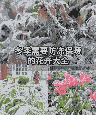 花卉苗木抗雪防冻技术措施
