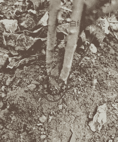 花卉白绢病的防治