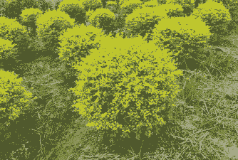 金叶女贞枯萎病的防治方法