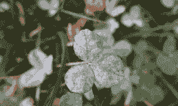 三叶草病害的症状及防治