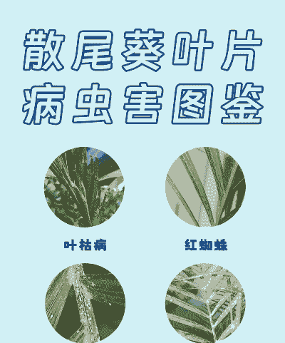 散尾葵叶斑病的防治方法