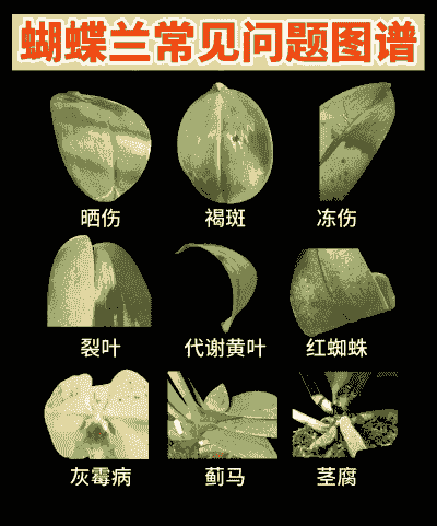跳舞兰圆斑病的防治方法