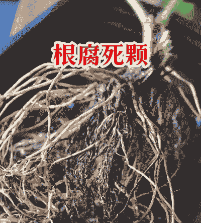 芦荟根腐病的防治方法