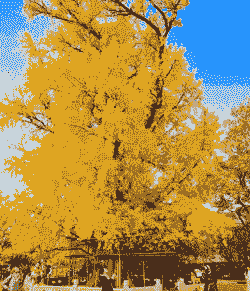 上海：崇明县对症下药 230岁银杏恢复生机