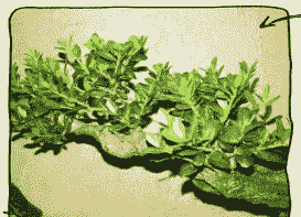 龟甲冬青枝枯病的防治方法