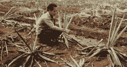 剑麻斑马纹病的症状及防治