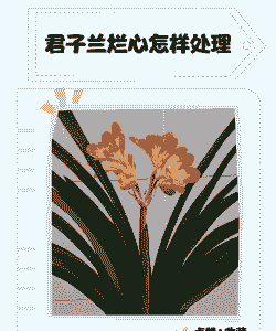 君子兰“烂心”的处理方法