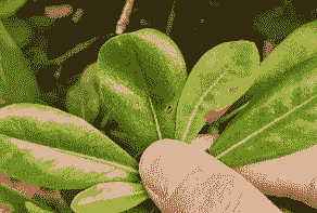 海桐褐斑病的防治方法