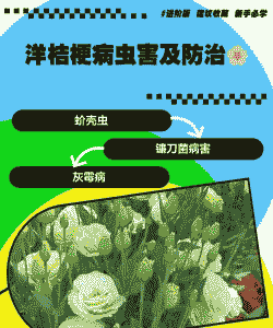 洋桔梗常见病害的防治方法