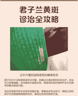 关于君子兰病害的诊治