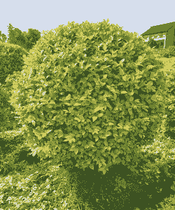 金叶女贞潜叶跳甲的防治方法