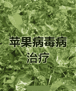 苹果花叶病的防治方法
