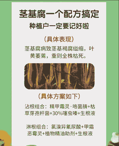 枫香茎腐病的防治方法