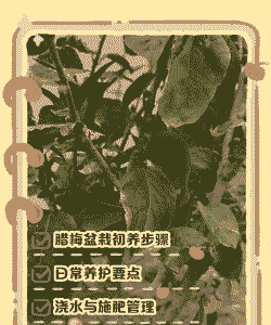 腊梅朱砂叶螨的分布及防治方法