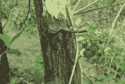 向日葵细菌性茎腐病的分布及防治方法