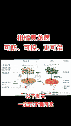 柑橘(陈皮)黄龙病的防治方法