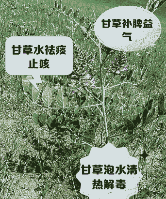 甘草褐斑病的防治措施