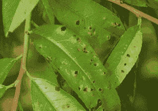 碧桃褐斑穿孔病的防治措施