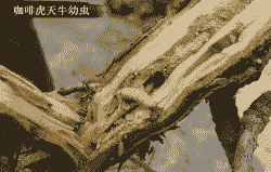 金银花虎天牛的防治