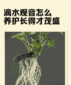 滴水观音花叶病的防治方法