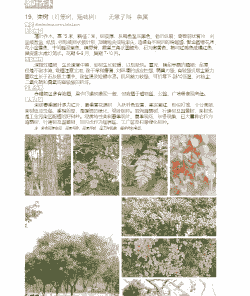 栾树桃红颈天牛的防治方法