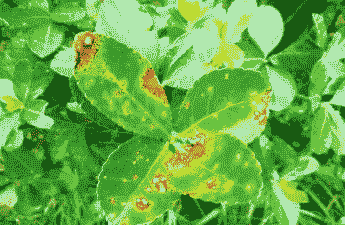 大叶黄杨褐斑病的症状及防治