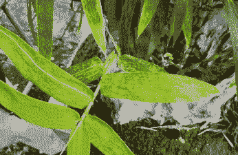 刚竹秆锈病的防治方法