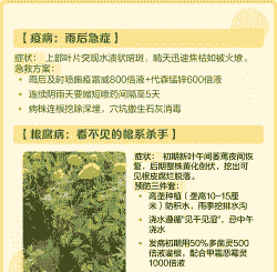 万寿菊枯萎病的症状及防治方法