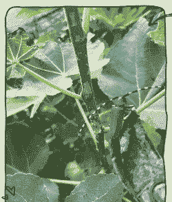 抓住秋冬防天牛