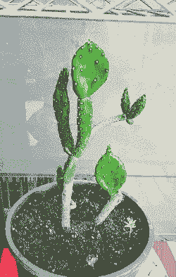 仙人掌冬季温度的管理