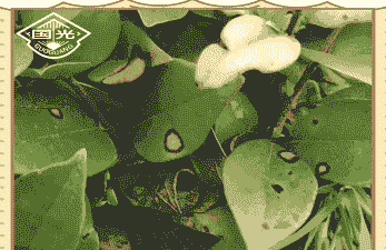 金森女贞病虫害防治方法