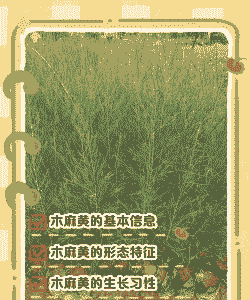 木麻黄丛枝病的防治措施