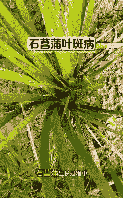 唐菖蒲花叶病的防治方法