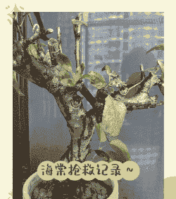 四季海棠立枯病的防治方法