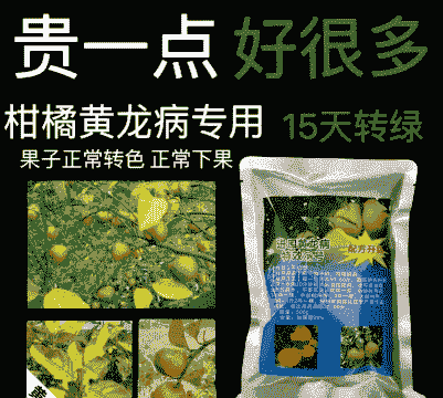 怎样防治河南桧黄化病