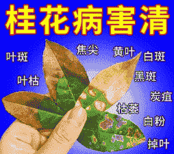 桂花紫纹羽病的防治方法