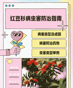 如何防治红豆杉白绢病