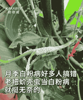 石灰巧治月季白粉病