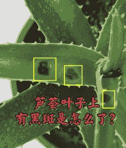 芦荟锈病防治方法