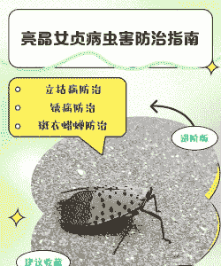 女贞主要病虫害防治