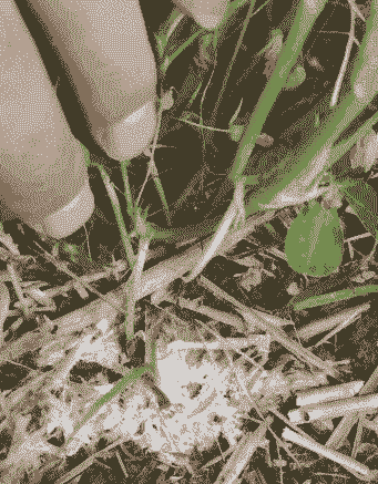 草木灰对白绢病有特效