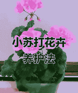 用小苏打防治盆花病害