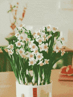 水仙春节开花水养法